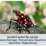 spotted lanternfly